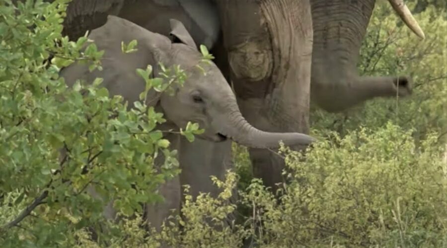 Baby Elephant Has Broken Leg Treated | Secret Life Of Elephants | BBC Earth