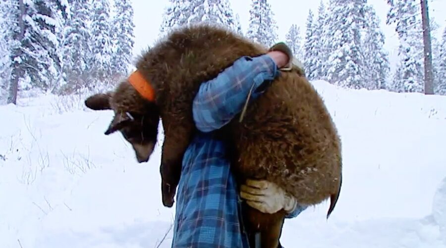 A Bear Gets a Native American Blessing | Born To Be Wild: Black Bear Rescue | BBC Earth