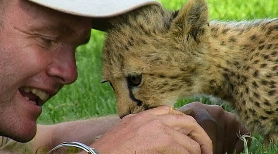 Cheetah Cubs Learning to Hunt by Playing | BBC Earth