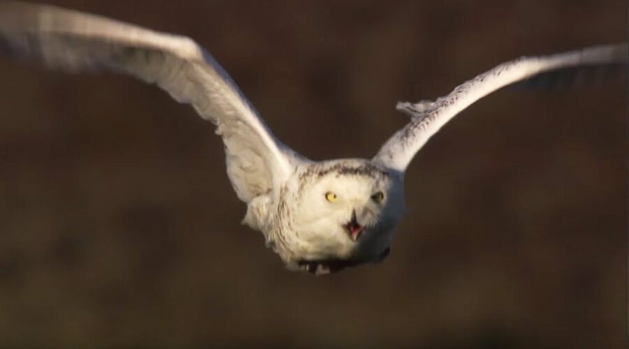 Master of the Sky: Owl vs Wolf | Super Powered Owls | BBC Earth