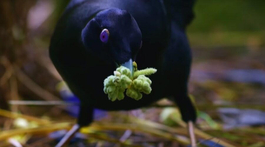 Sneaky Jewel-Thief Birds | Spy In The Wild | BBC Earth