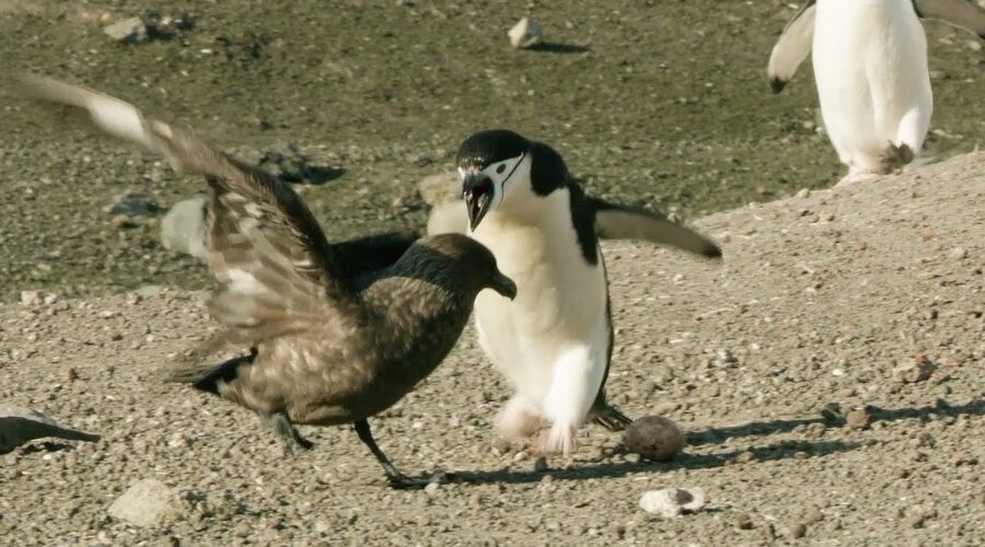 Chinstrap Penguins Chase Off Daring Egg Thief | Seven Worlds, One Planet | BBC Earth