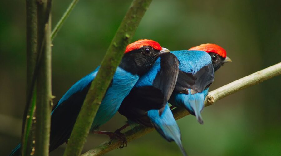 Manakin Birds have ALL Best Dance Moves | Seven Worlds, One Planet | BBC Earth