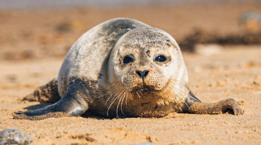 Sleepy Harbour Seals and Adorable Pups! | The Science Of Cute | BBC Earth