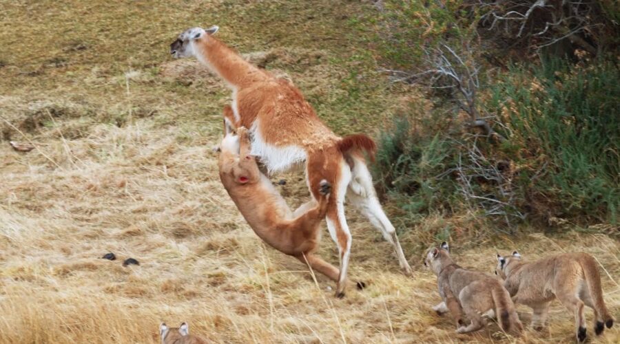 Puma takes on Guanaco 3 Times Her Weight | Seven Worlds, One Planet | BBC Earth