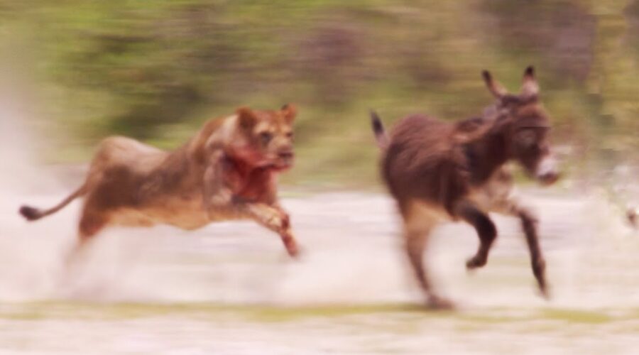 Young Lions Mercilessly Attack Donkey Herd | Natural World: Desert Lions | BBC Earth