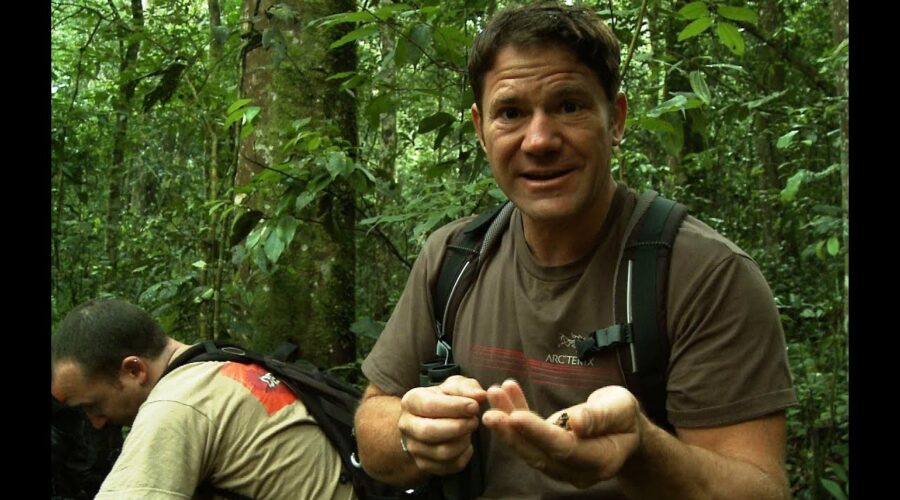 Chimpanzees Hurl Dung at Steve Backshall! | Deadly 60 | Series 2 | BBC Earth