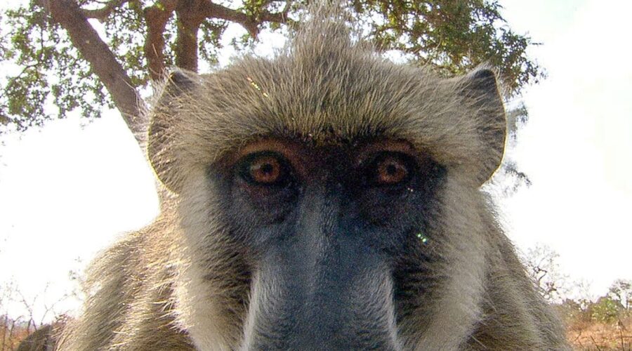 Baboons Reacting to Their Own Reflection | BBC Earth