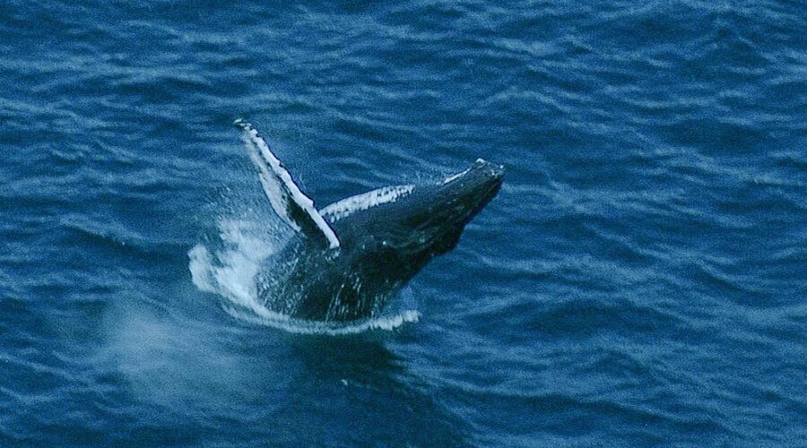 Whale Fights Males to Protect Calf | BBC Earth