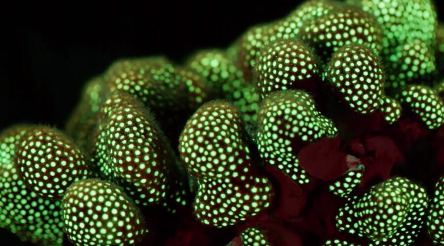 Fluorescent Coral Glows in the Depth of the Ocean | BBC Earth