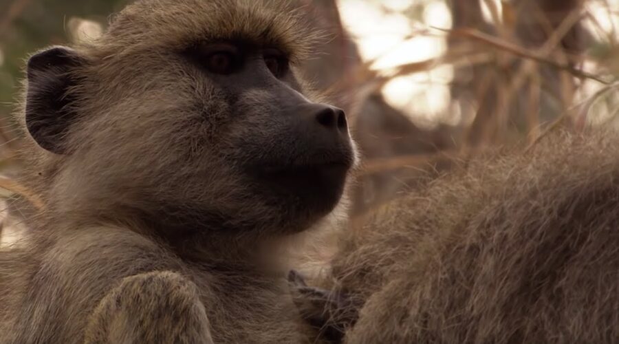 Baboons Viciously Fight for Mating Rights | BBC Earth