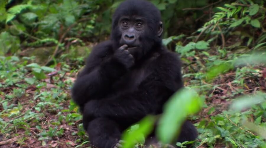 Close Encounter with Silverback Gorilla and Family | BBC Earth