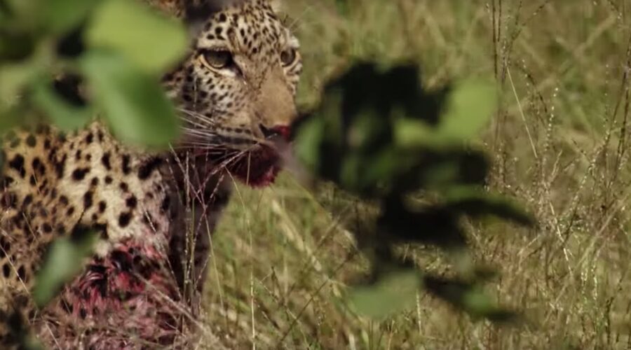 Young Leopard’s First Big Kill! | BBC Earth