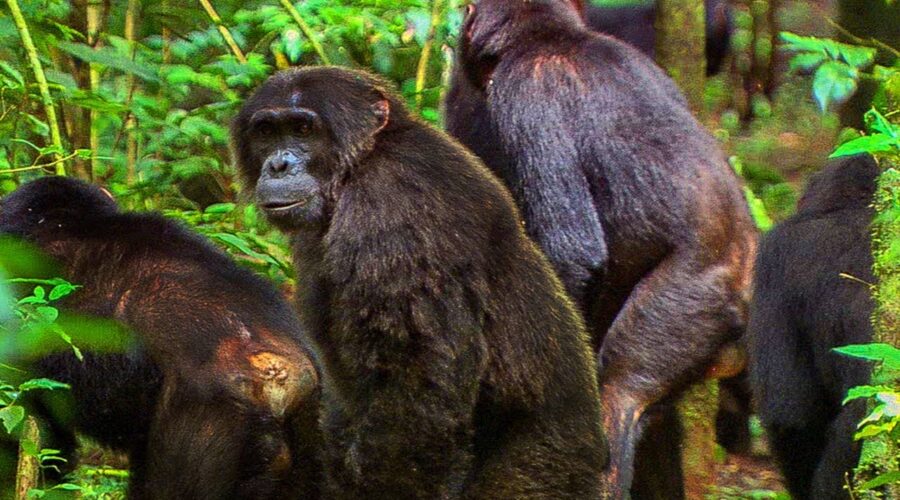 Chimpanzees Fight Off Rival Community | BBC Earth