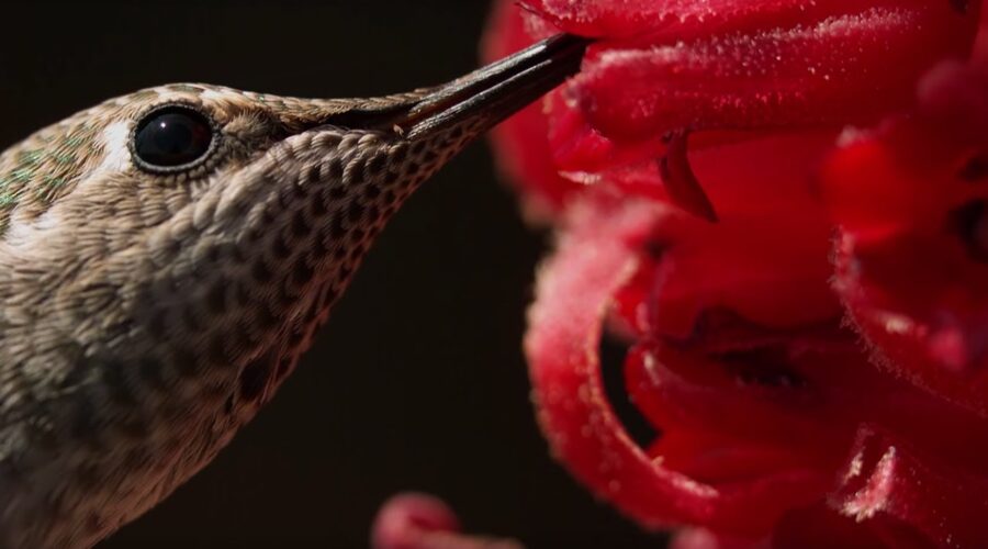 Male Hummingbirds Fight for Nectar | BBC Earth