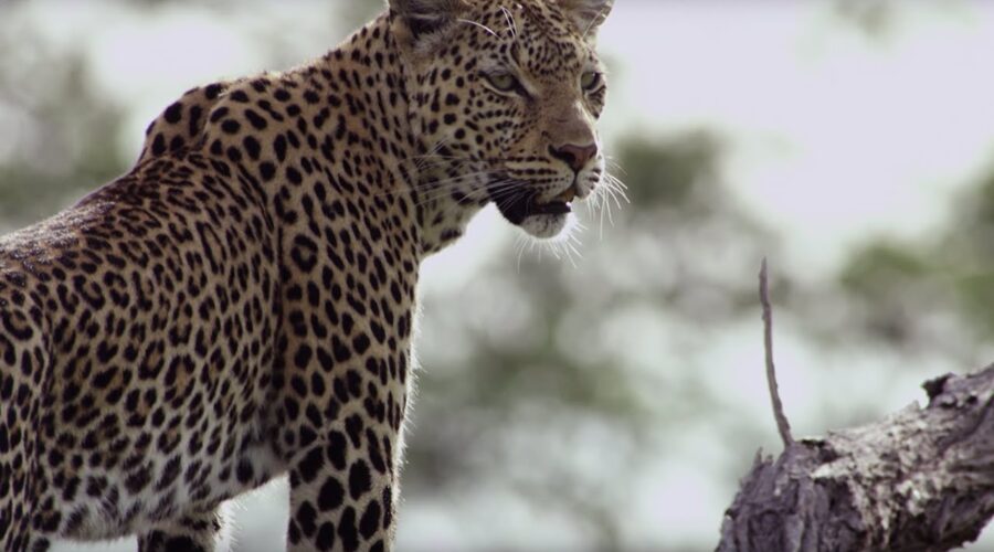 Wild Dogs Attempt to Steal Leopard Families’ Meal | BBC Earth