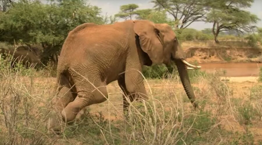 Injured Elephant Calf Finds A Supportive Herd | Secret Life Of Elephants | BBC Earth