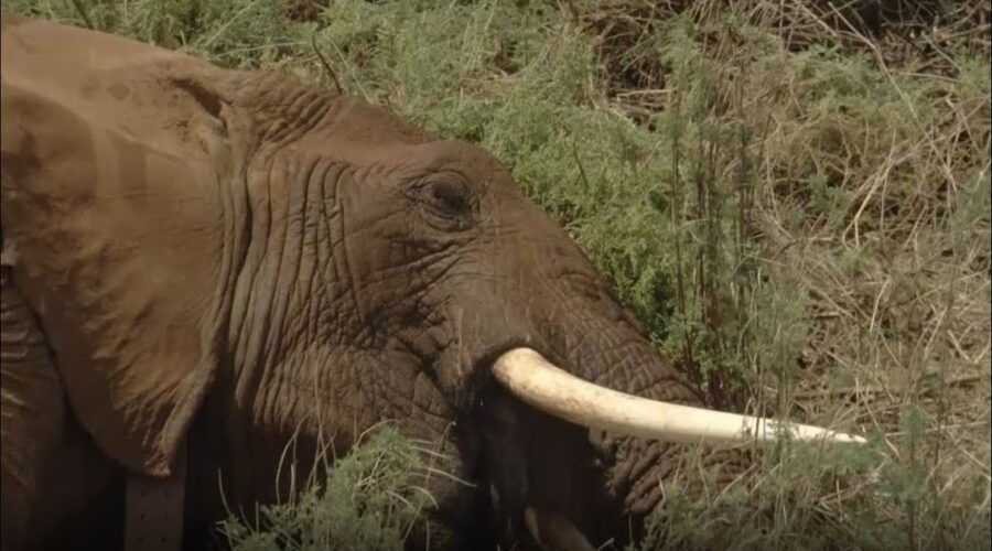 Elephant’s Life Saved By Split-Second Decision | Secret Life Of Elephants | BBC Earth