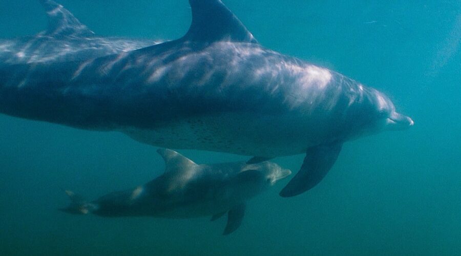 Dolphin Attempts to Kidnap Other Dolphin’s Calf | BBC Earth