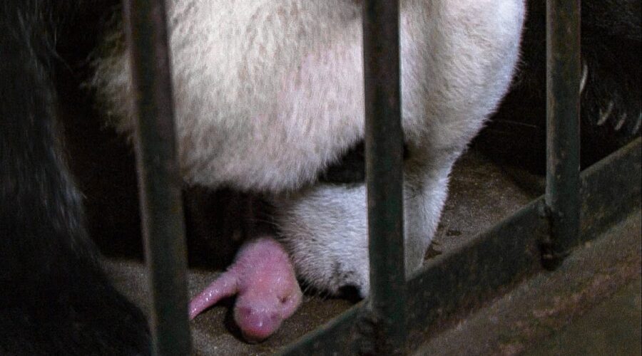 Giant Panda Gives Birth to Twin Baby Pandas | BBC Earth