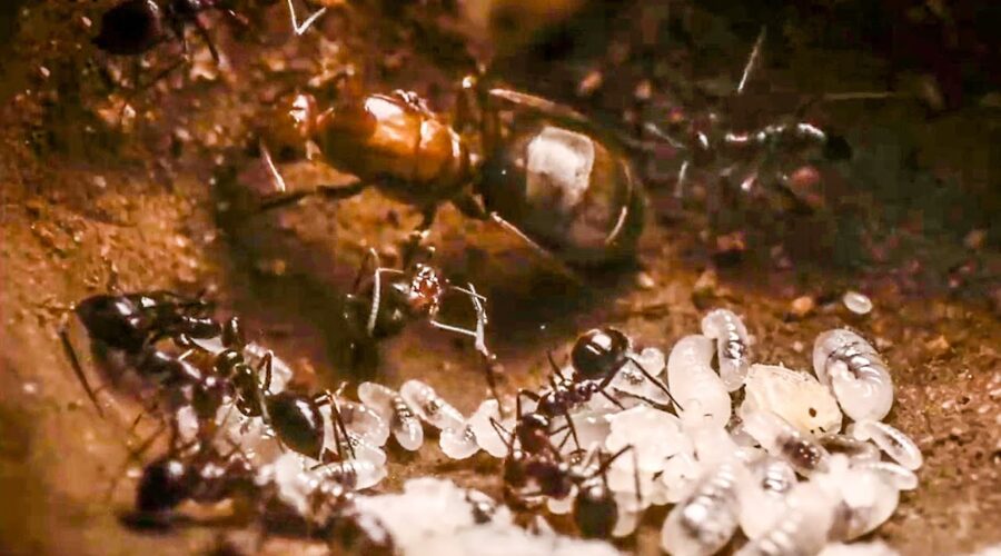 Best Of Ants | BBC Earth