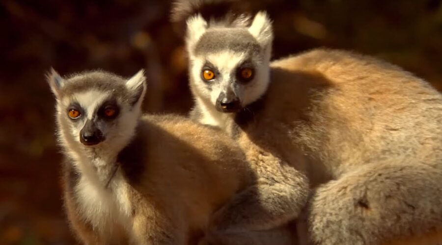 Lemur’s Scent Attracts Females | Animal Attraction | BBC Earth