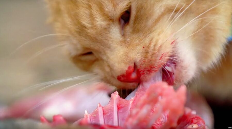 Why Do Cats Need Meat To Survive? | Cats Uncovered | BBC Earth