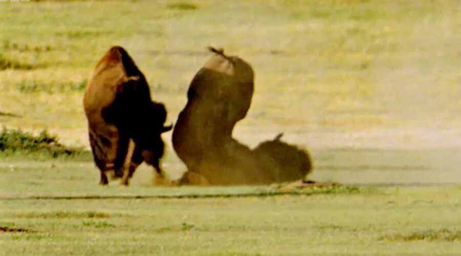 Deadly Buffalo Fight for the Females | Animal Attraction | BBC Earth