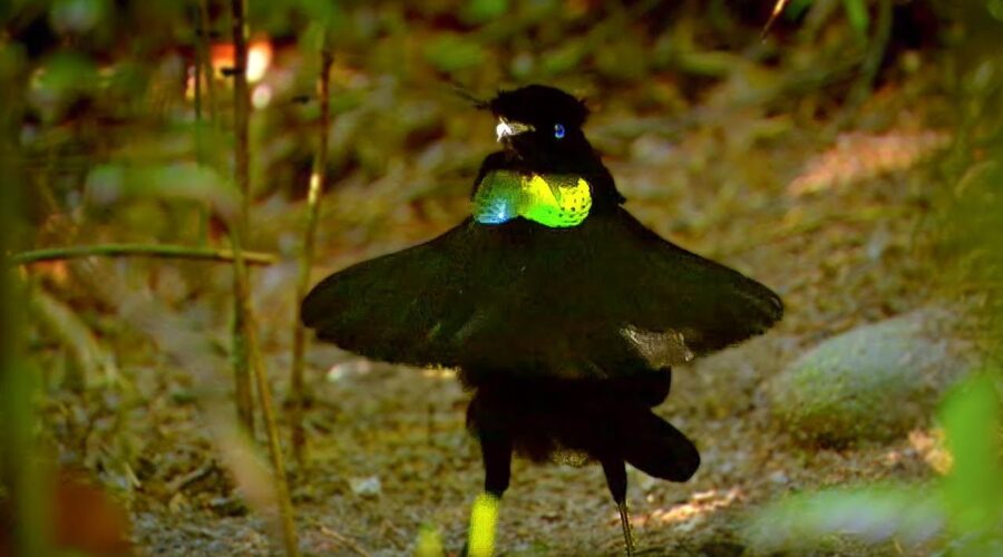 Bird Of Paradise: Appearances COUNT! | Animal Attraction | BBC Earth