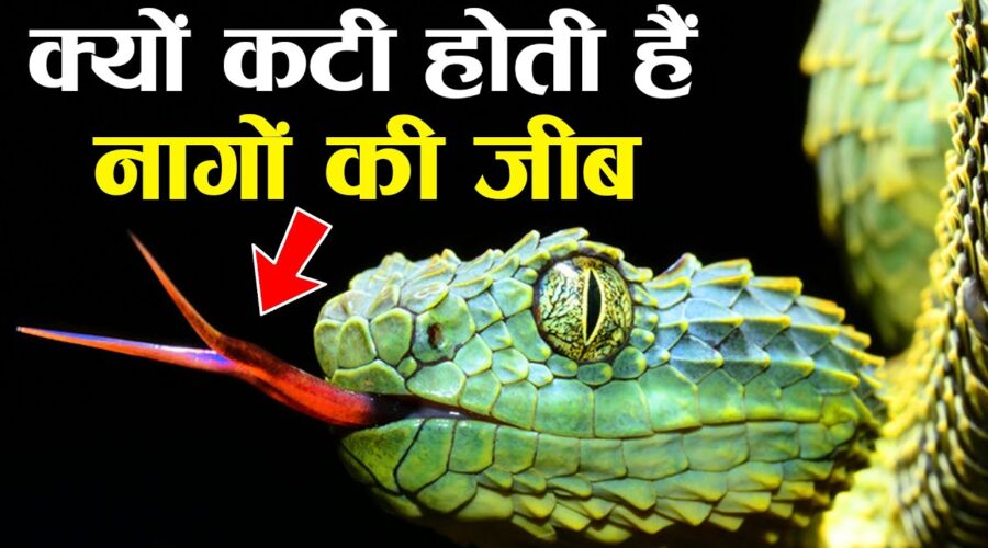 हिन्दू धर्म ग्रंथों के अनुसार सांपों की जीभ कटी क्यों होती है? | Why Snakes Have Forked Tongues?