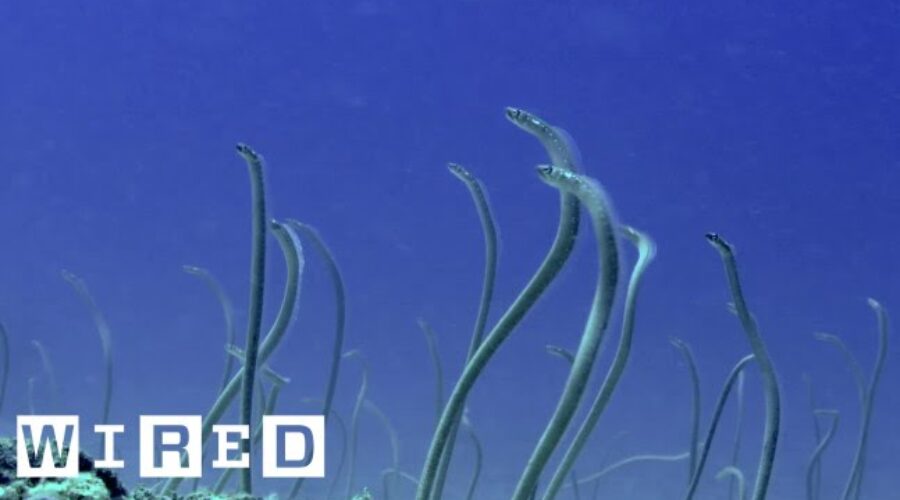 No, the Ocean Didn’t Grow Hair. It’s the Garden Eel! | Absurd Creatures