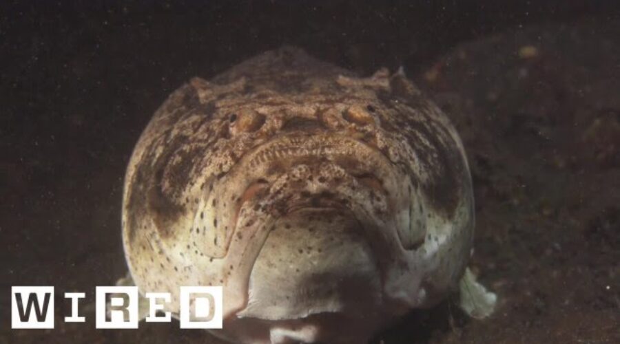 Absurd Creatures | The Voracious Fish That Looks Like a Pug and Stings Like a Bee