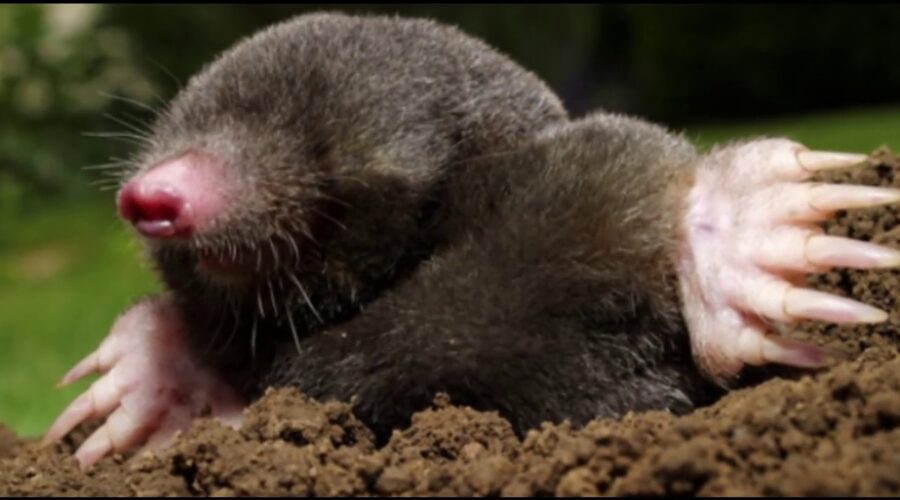 अगर इसने काटा तो लकवा मार जाएगा| Facts About Moles|How Hard Do Moles Dig| Mole|Amazing Facts of mole