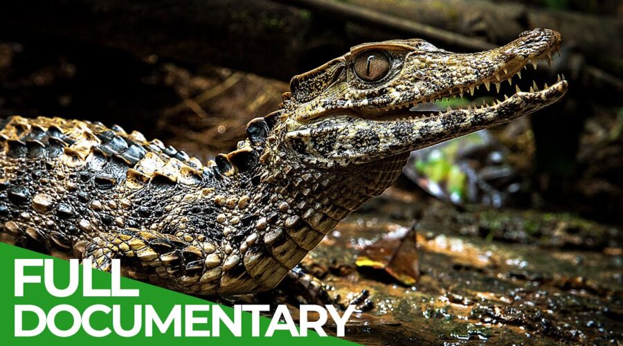 Uncharted – The Beautiful World of the Amazon | Free Documentary Nature