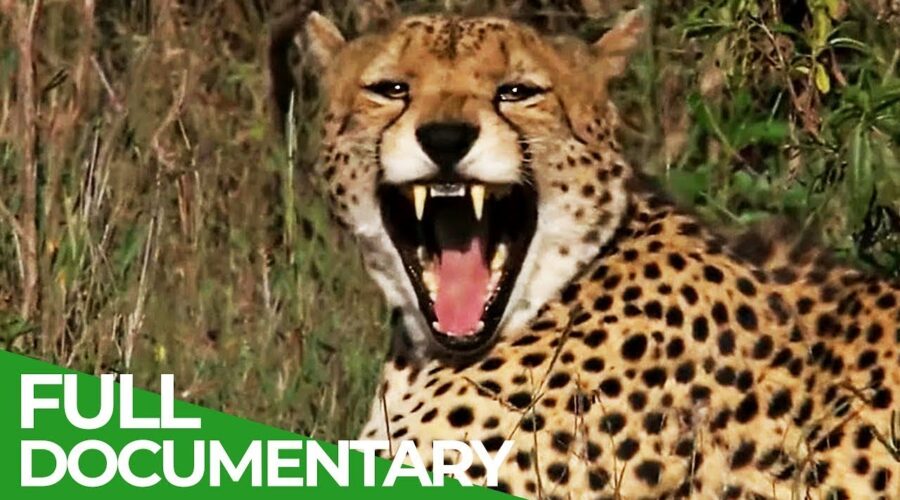 Kenya: A Trip through Wildness | Free Documentary Nature