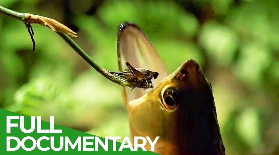 Wildlife Laws: The Better Swimmer Wins | Free Docuementary Nature