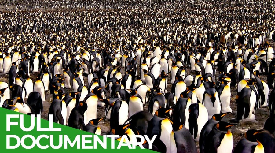 South Georgia – Penguin Paradise of the South Atlantic | Free Documentary Nature