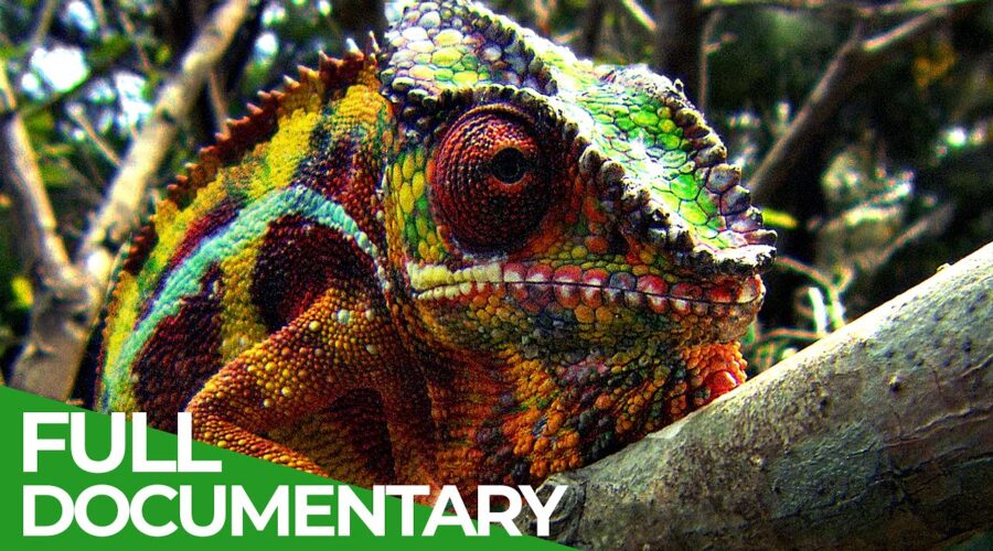 Wildlife Instincts: Chameleons – Designed to Hunt | Free Documentary Nature