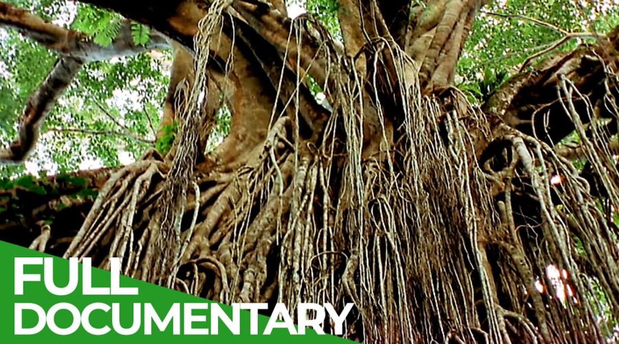 Deadly Tree Killers – The Strangler Fig | Free Documentary Nature