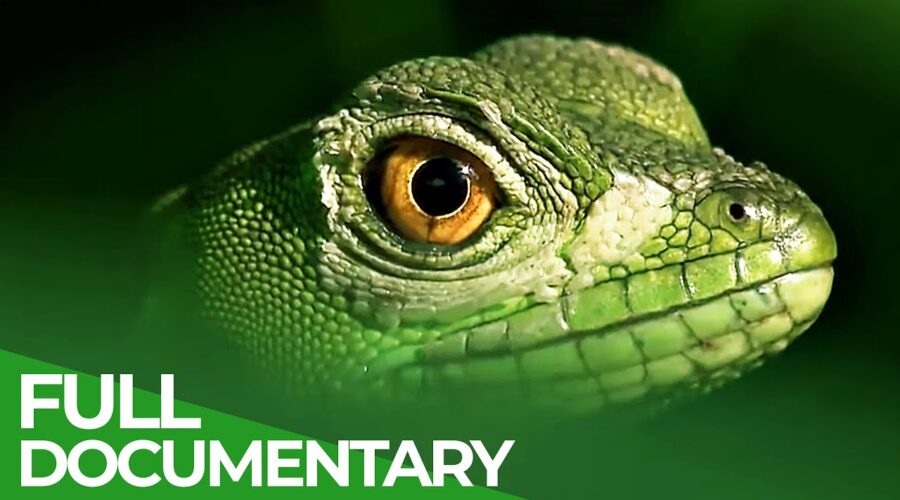 Tropical Natural Paradise: Panama & Costa Rica | Free Documentary Nature