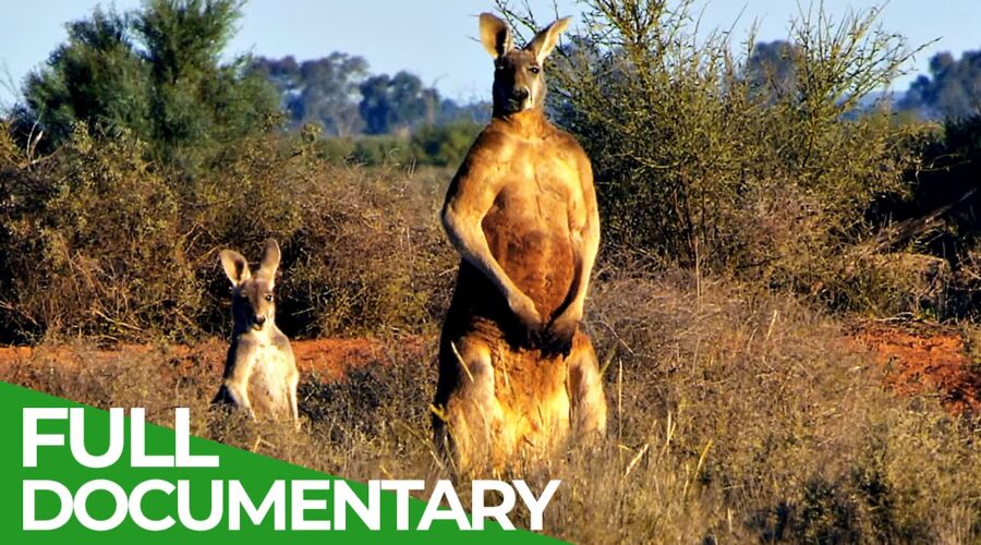 Wildlife Australia: Kangaroos | Free Documentary Nature