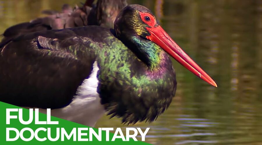 Black Storks: A Surprising Comeback in Germany | Free Documentary Nature