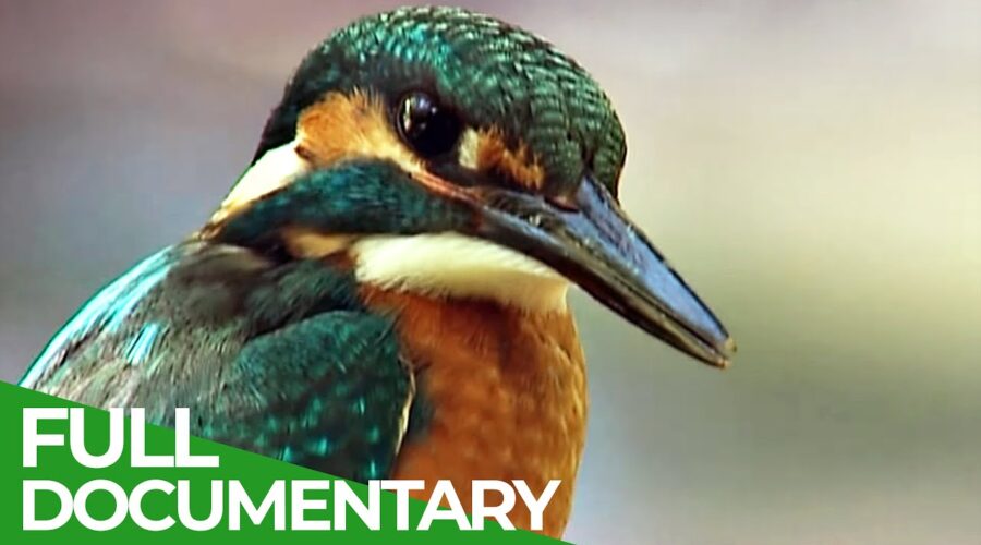 Kingfisher – The Hunt for Germany’s Flying Diamond | Free Documentary Nature