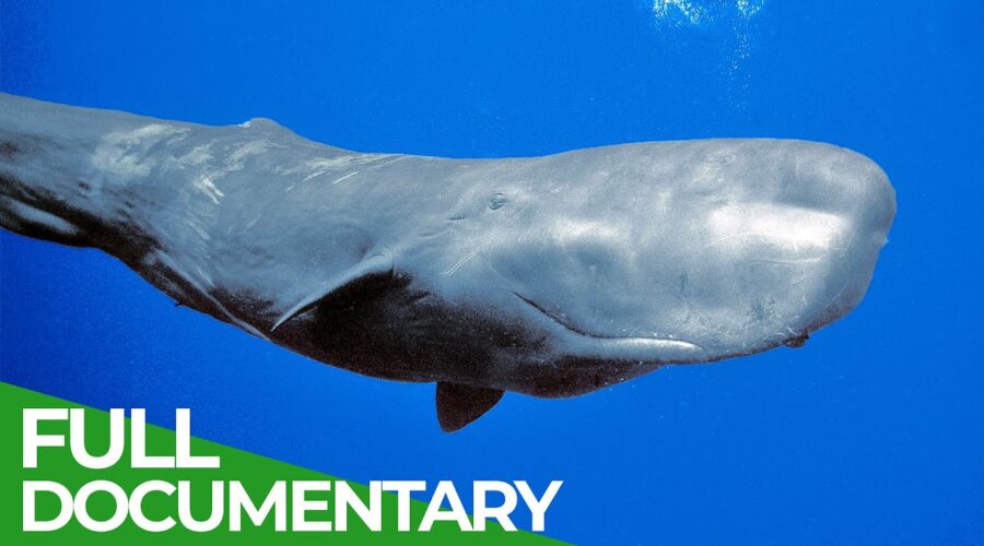 Sperm Whales – Titans of the Deep | Free Documentary Nature