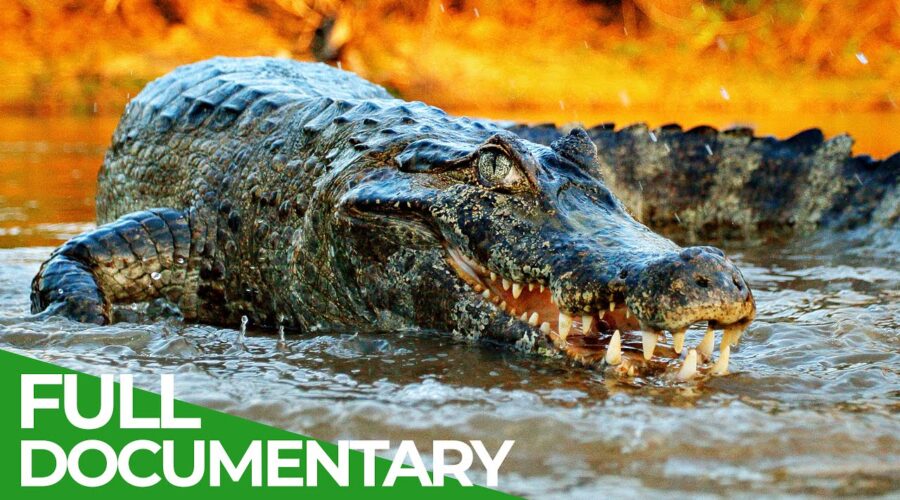 Wildlife Predators: Crocodiles, Alligators, Caimans & Gharials | Free Documentary Nature