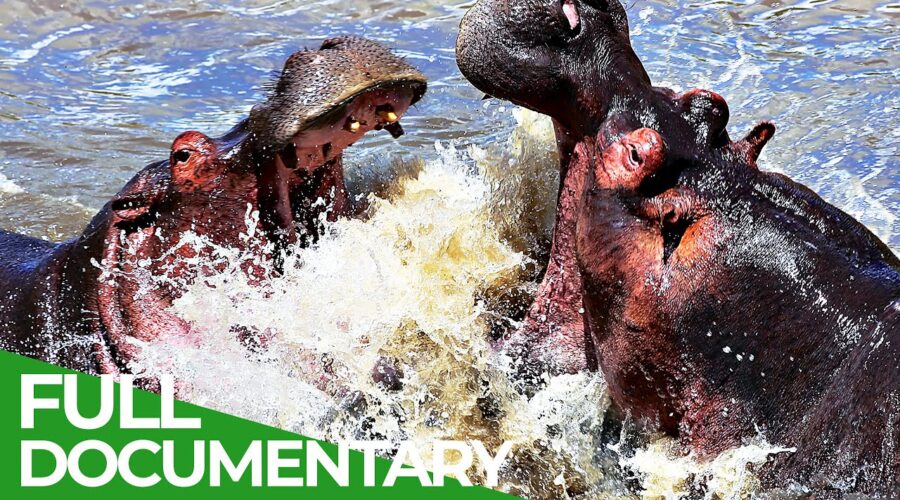 World’s Largest and Heaviest Land Animals: Hippos & Rhinos | Free Documentary Nature