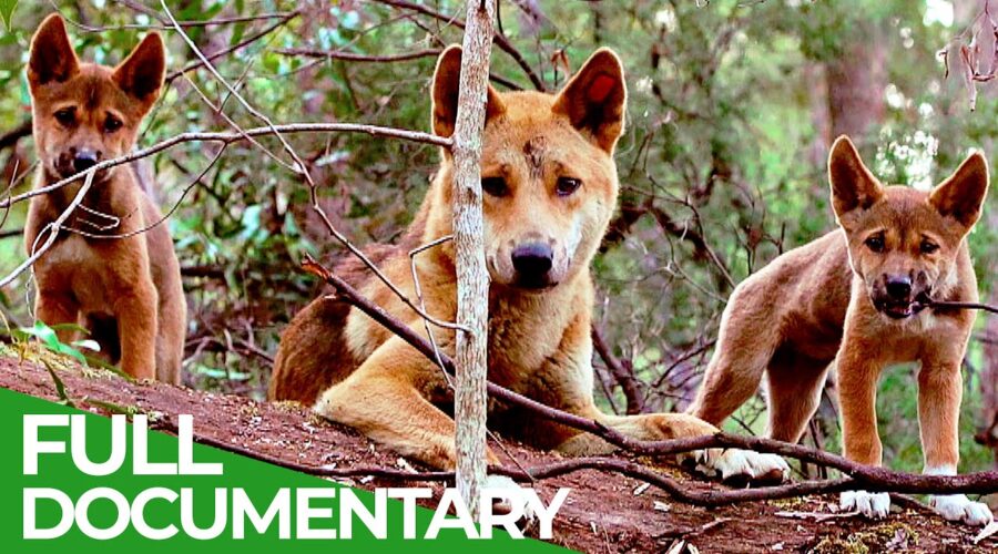 Wildlife Instincts: A Family Bond – Dingoes | Free Documentary Nature