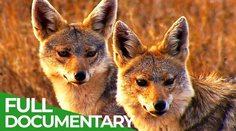 Family Spirit: The African Golden Wolf | Free Documentary Nature