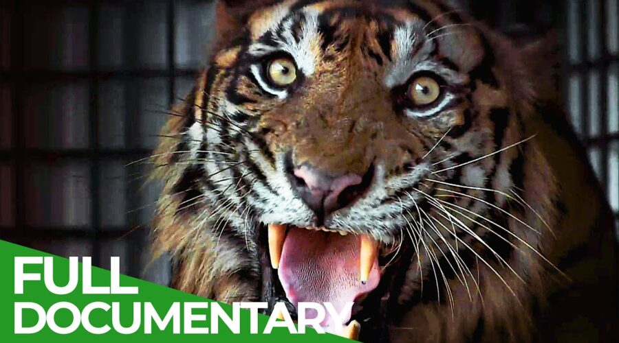 The Sumatran Tiger – The Last of Their Kind | Free Documentary Nature