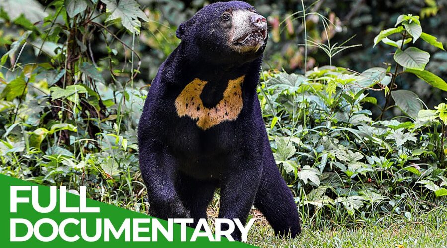 Wildlife Instincts: The Moon Bear – Japan’s Most Elusive Animal | Free Documentary Nature